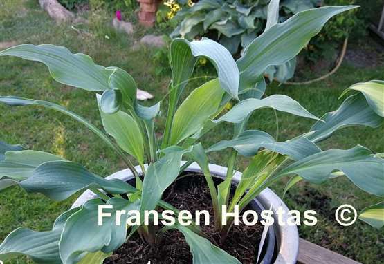 Hosta Spring Luau